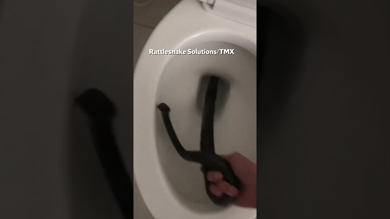 Snake found inside Arizona home toilet #shorts #animals #viral #news
