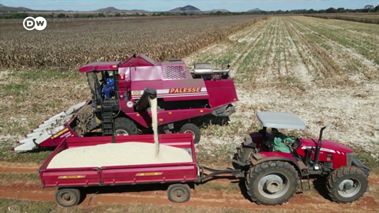 Zimbabwe predicts bumper corn harvest for 2021 after long deficit