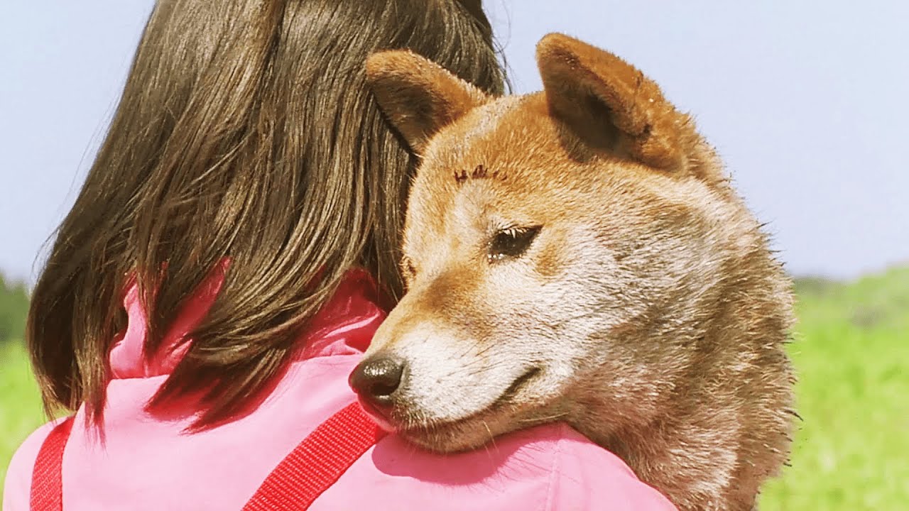 【爱犬的奇迹】狗妈妈拼命救下主人，却被遗弃荒野，狗狗哭了，主人也哭了「一语道破电影」