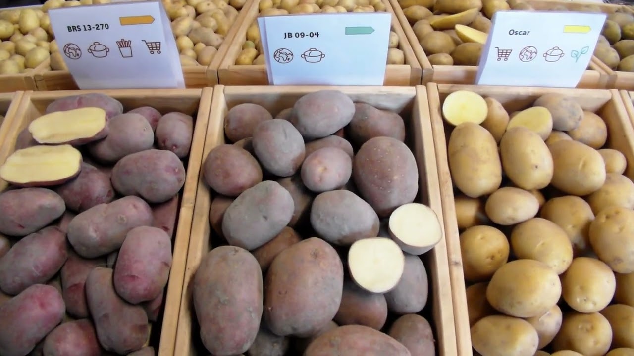 картофель сорта Плантера