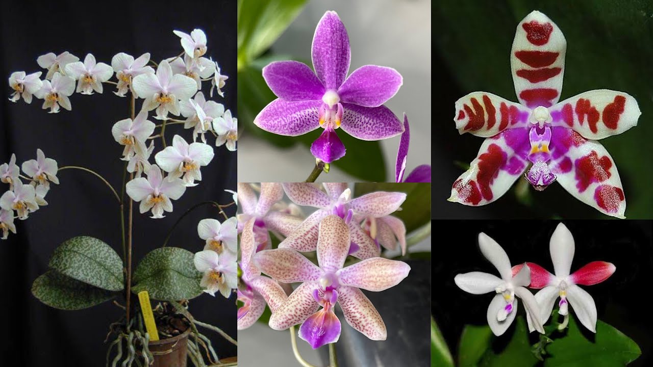 Festival de Orquídeas Phalaenopsis Espécie!