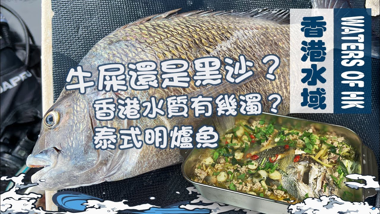 【漁人推介】香港水域 下雨天阿火帶大家出海看看水清還是水濁 如何分別牛屎鱲和黑鱲 回家製作泰式明爐魚｜海鮮｜食譜｜Catch and Cook  Seafood