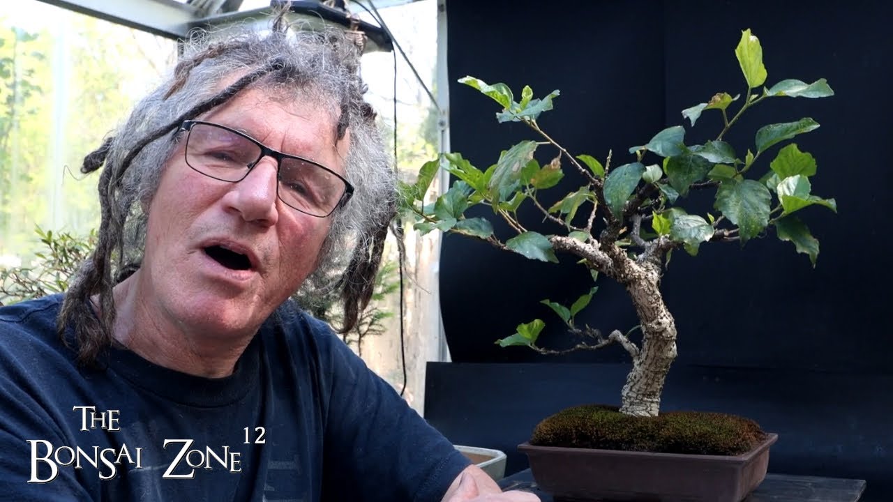 Pruning and Repotting My Hibiscus, The Bonsai Zone, May 2025