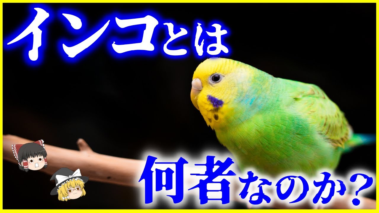 【ゆっくり解説】都内で野生化⁉何故喋る？「インコ」とは何者なのか？を解説/インコとオウムの違いは何なのか？
