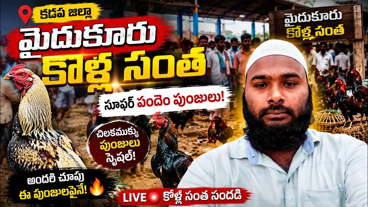 MYDUKUR SATURDAY ASEEL MARKET || మైదుకూరు శనివారం కోళ్ల సంత || #SYEDFARMS