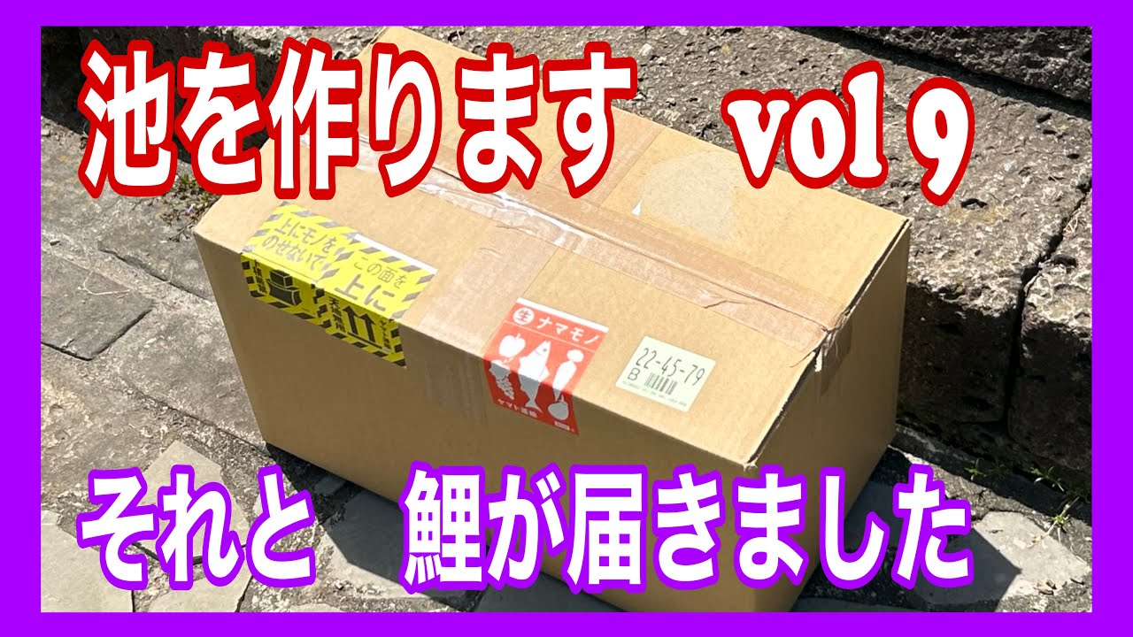 #koipond #koi #diy #アクアリウム  池作りも 立ち上がりのコンクリート打設が終わりました！