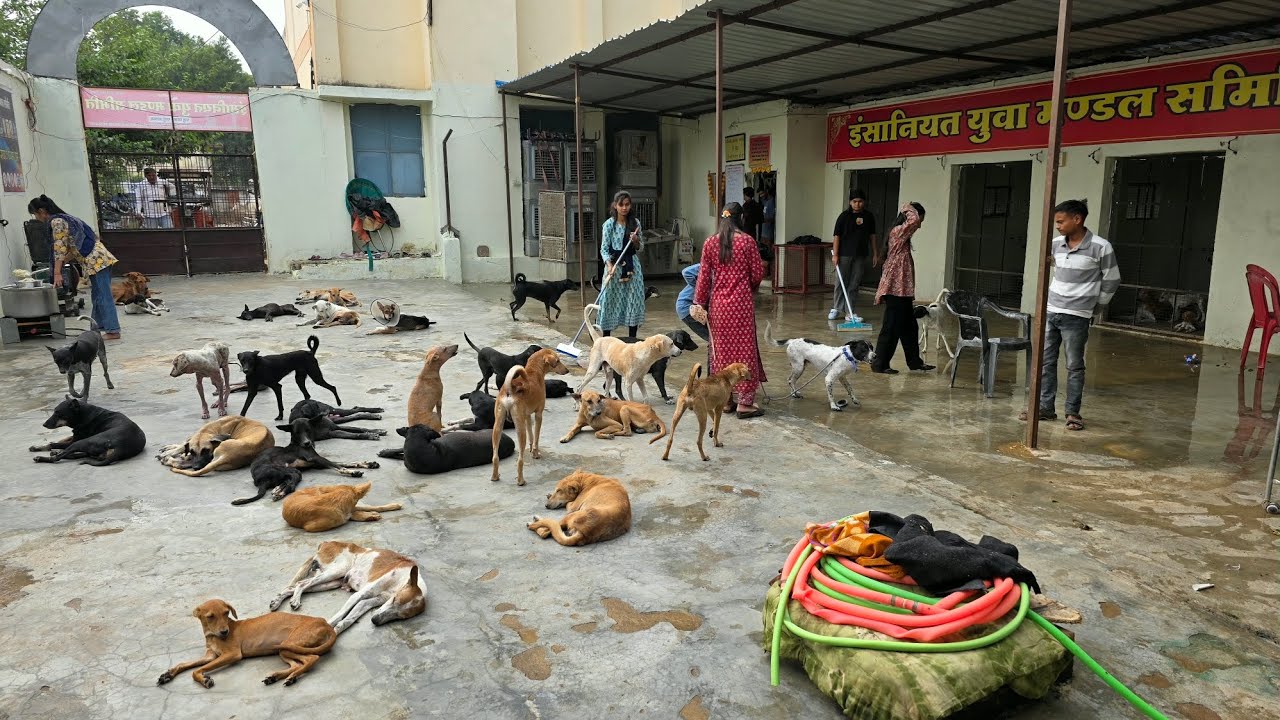 A visit of Animal shelter| Animal lover| Insaniyat samiti Prabhu Dham Pashu Ashram 