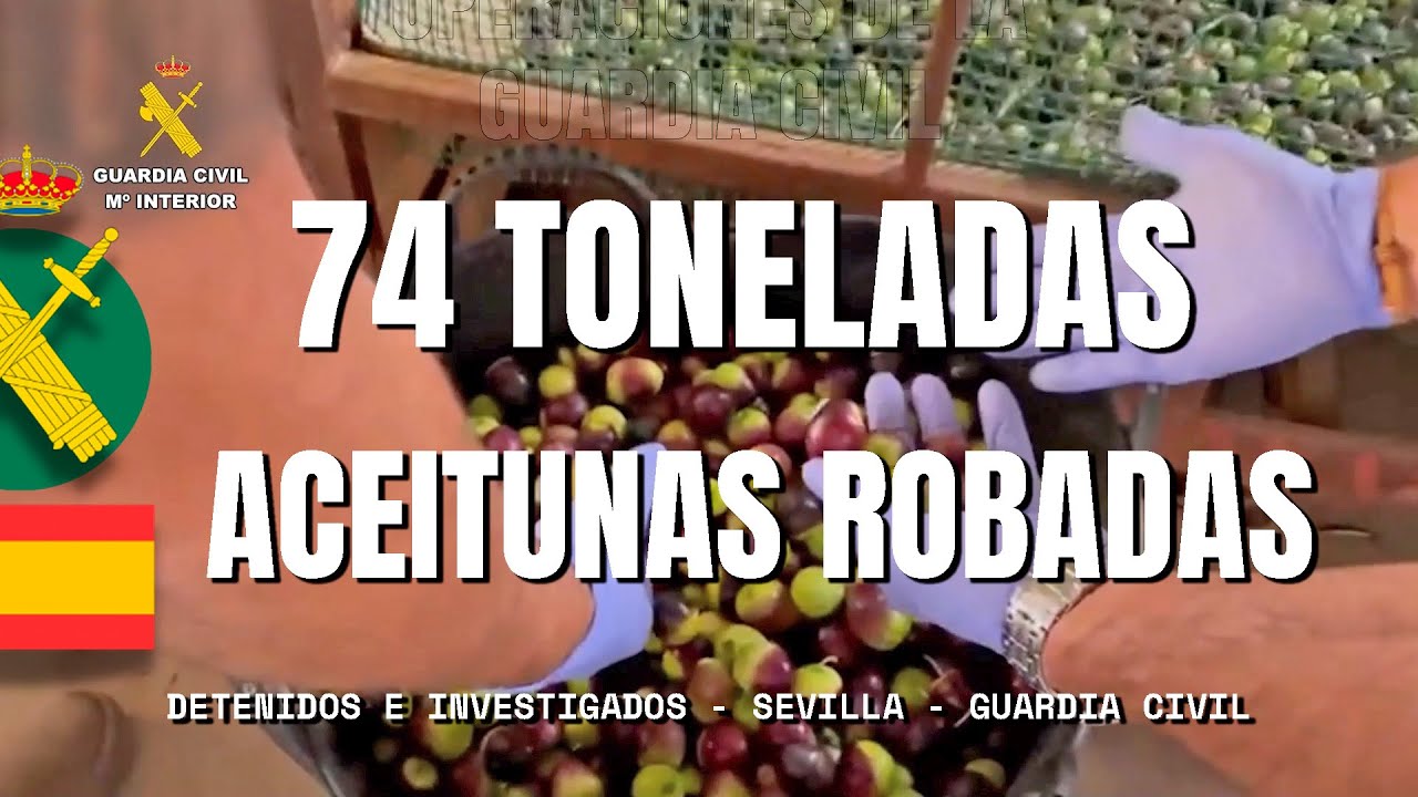 Intervenidas más de 74 toneladas de aceitunas robadas en Sevilla