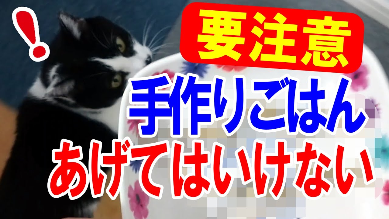 【要注意】犬猫に手作りご飯をあげてはいけない
