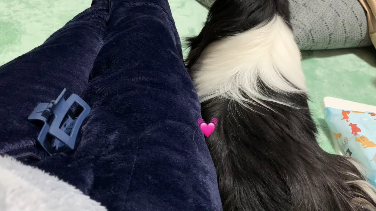 温もり求めてピタッと寄り添う可愛い狆