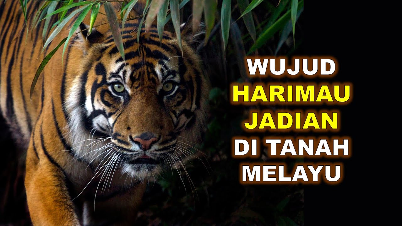 KEWUJUDAN HARIMAU JADIAN DI TANAH MELAYU