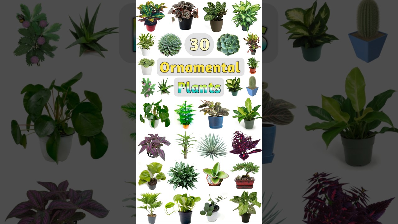 Ornamental Plants Name #ornamentalplants #plantsname #plants #decorativeplants #indoorplants