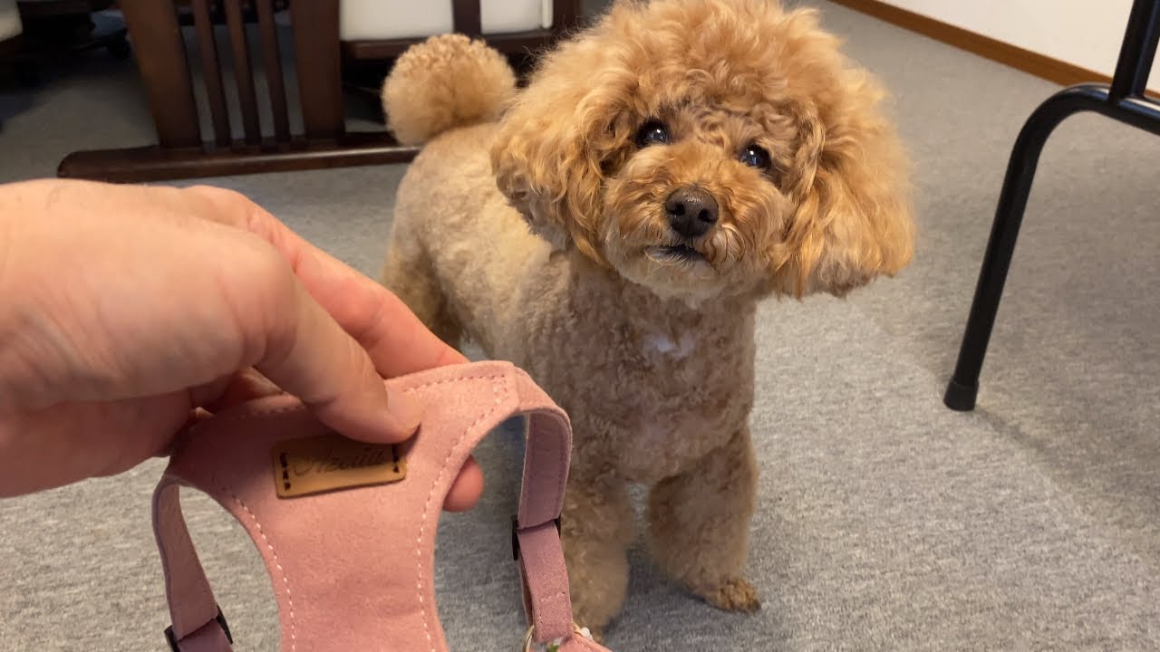新ハーネス着けたら、、さんぽが終わらないトイプードル