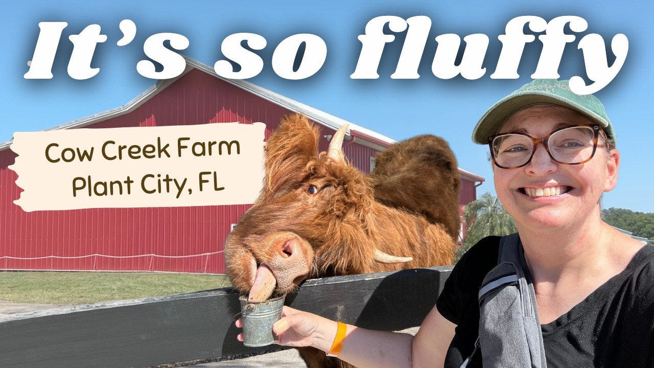 Feeding Fluffy Highland Cows at Cow Creek Farm | Lakeland FL Farm Tour!