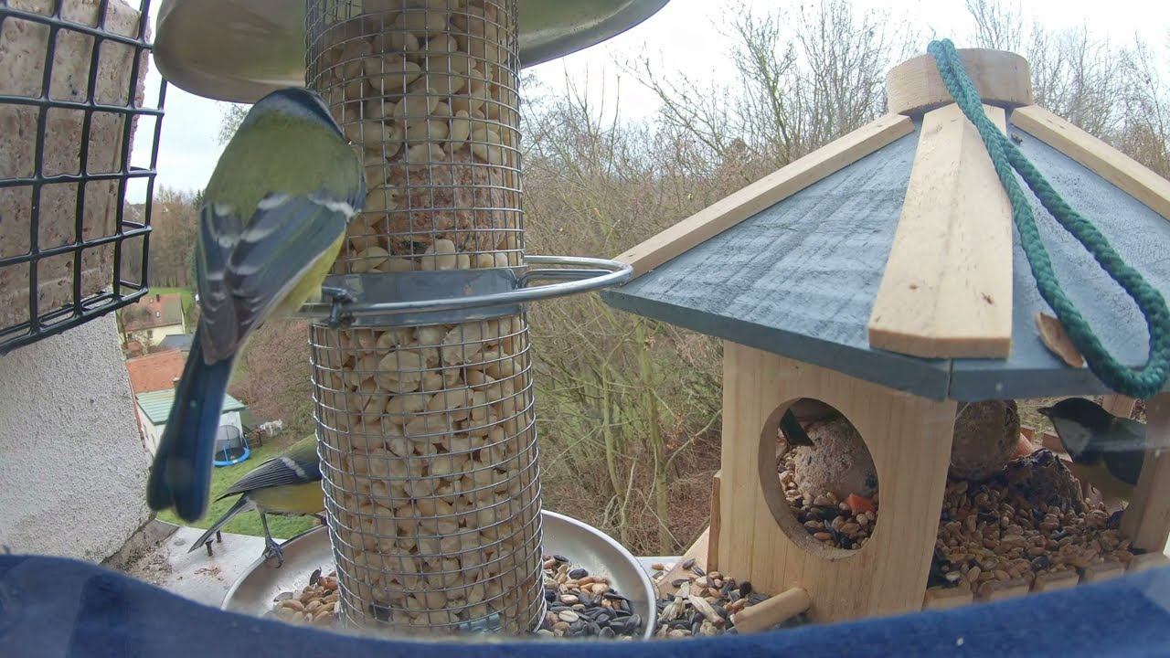 V&ouml;gel am Fenster