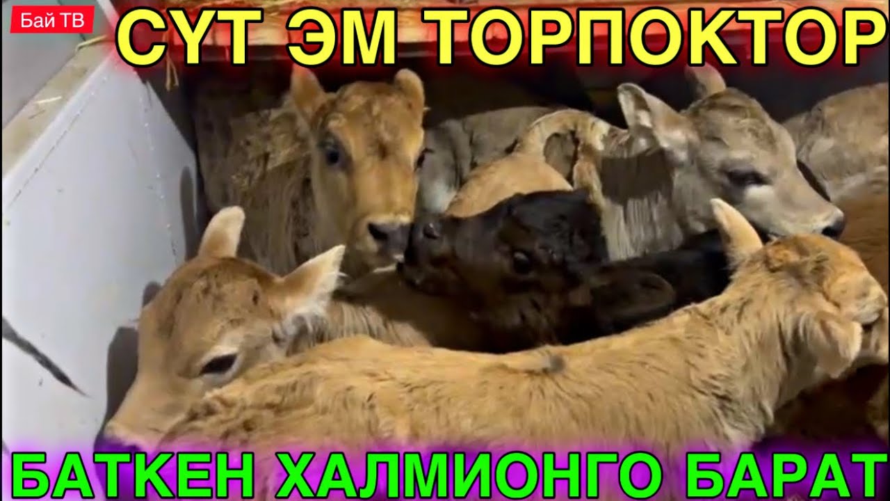 ШВИЦ АЛА ТОО ПАРОДА ТОРПОКТОР ЖОЛГО ЧЫКТЫ 🤯#байтв 