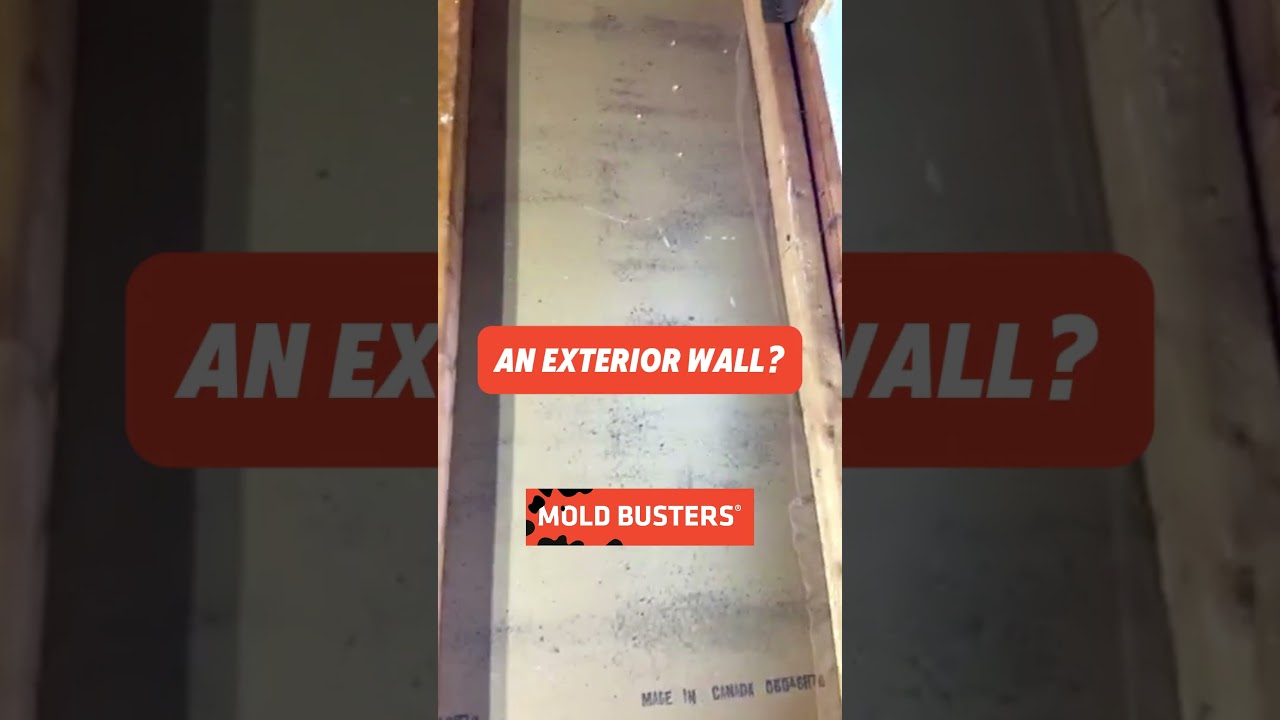 Mold On Drywall FREE virtual inspection - Mold Busters