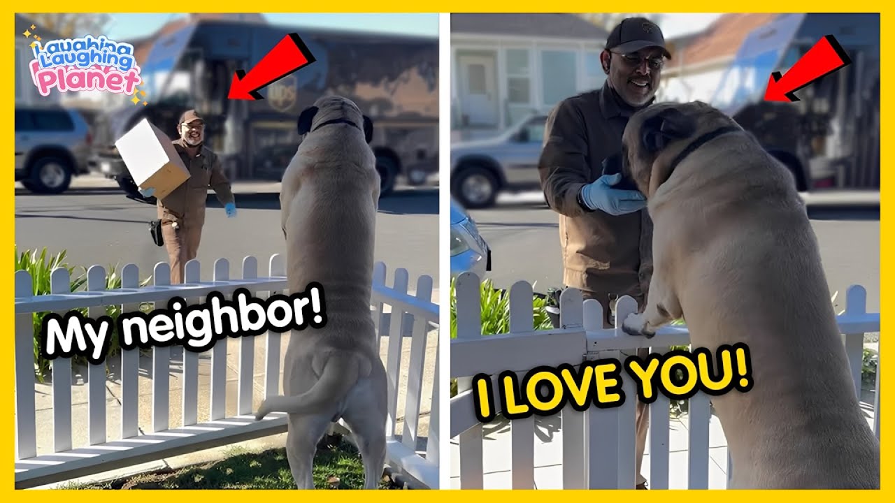 ПОЛНЫЙ 🐕👦Когда твоя собака выбирает соседа вместо тебя😂САМЫЕ СМЕШНЫЕ вирусные собаки ВСЕГДА!!