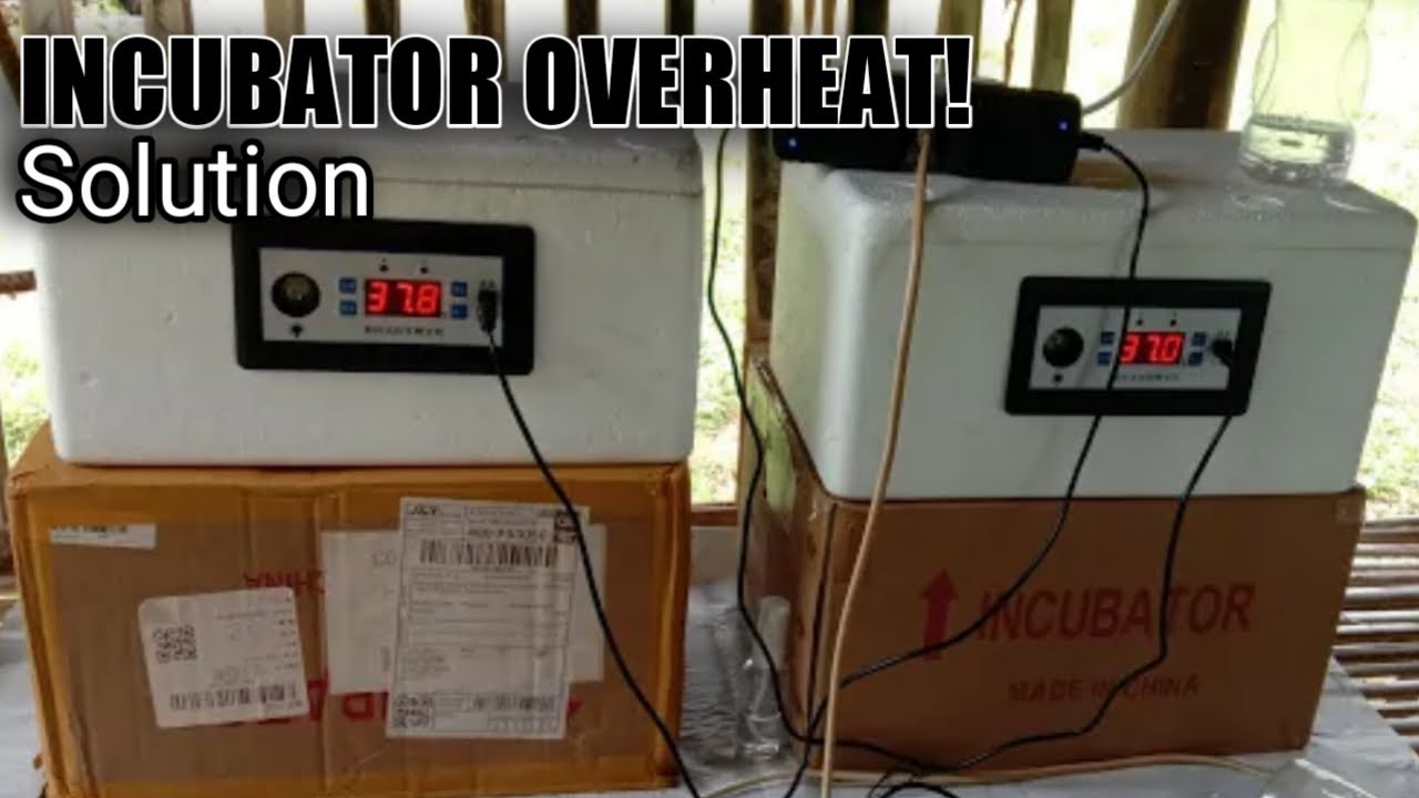 INCUBATOR OVERHEATING! - SOLUTION.