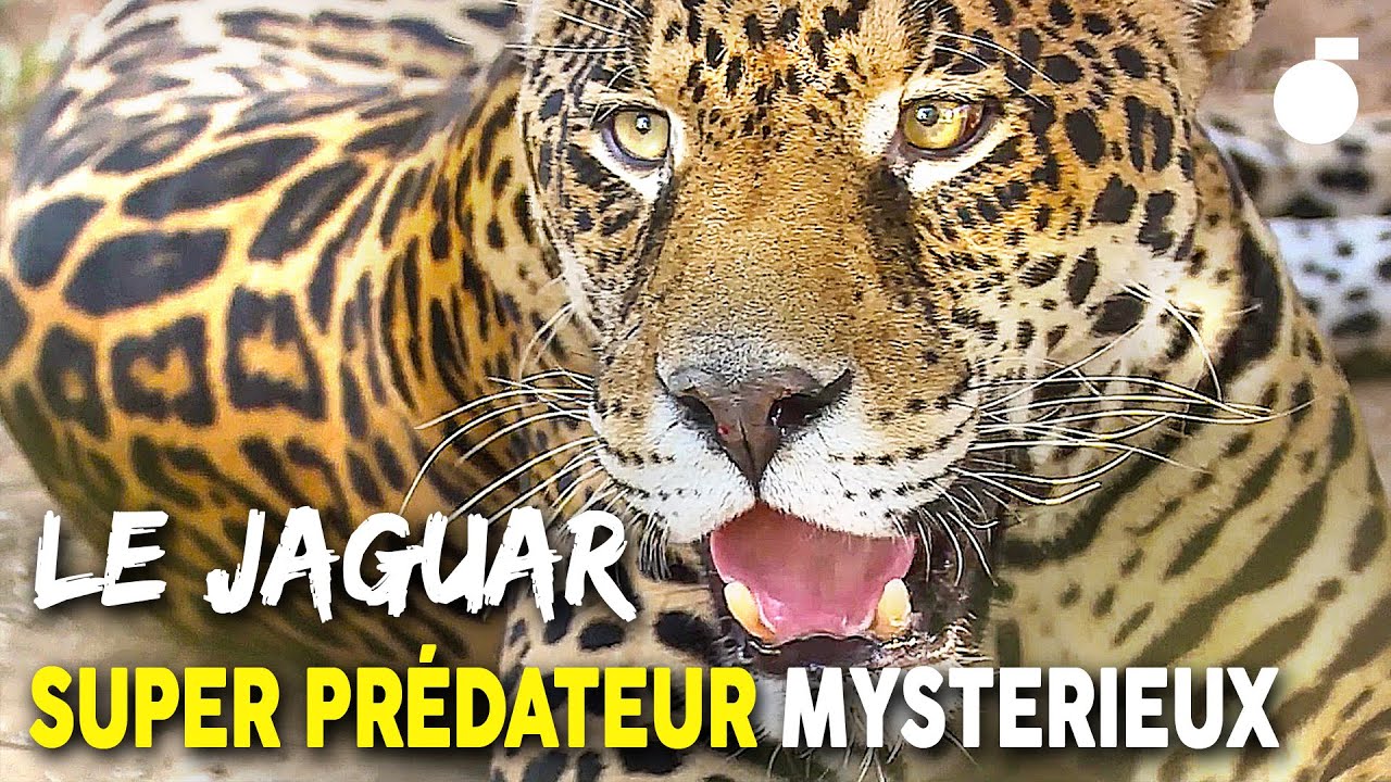 Rencontre SPECTACULAIRE avec le JAGUAR au Brésil