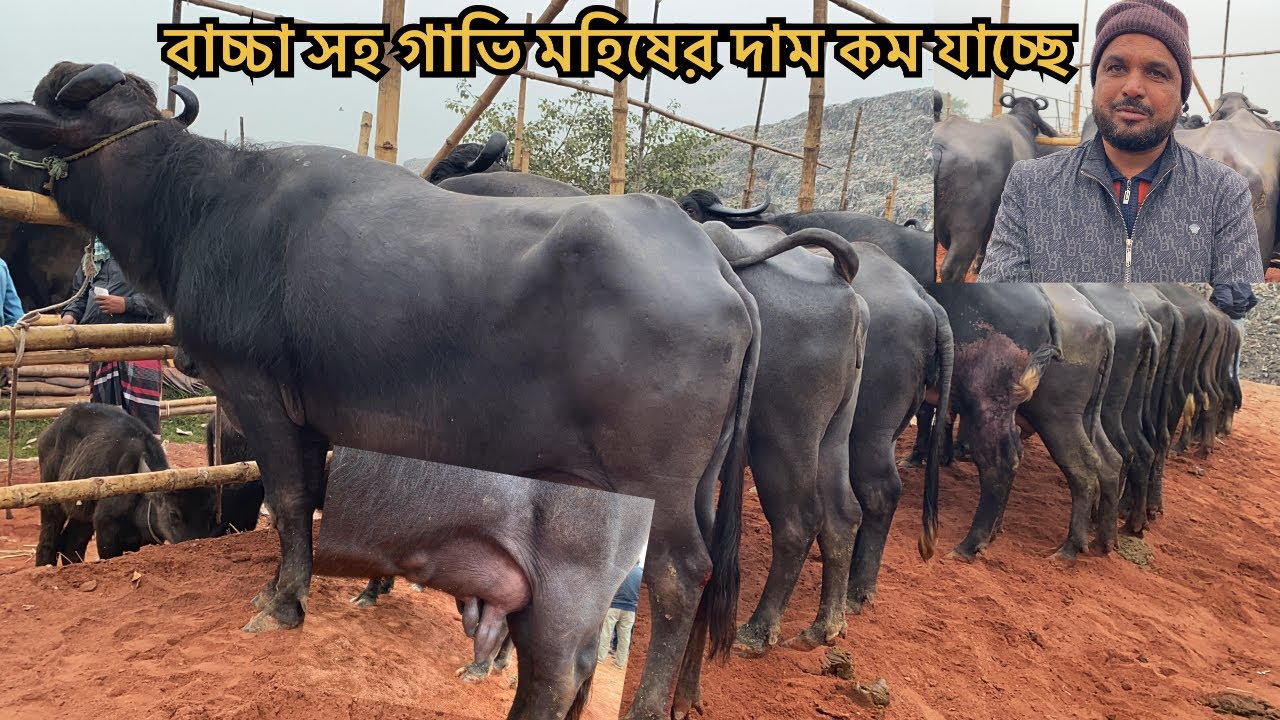 বাচ্চা সহ গাভি মহিষের দাম কম যাচ্ছে | ২১ ডিসেম্বর সিটি হাট রাজশাহী 
