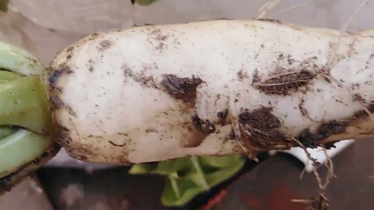harvesting# mere plants //radish harvesting