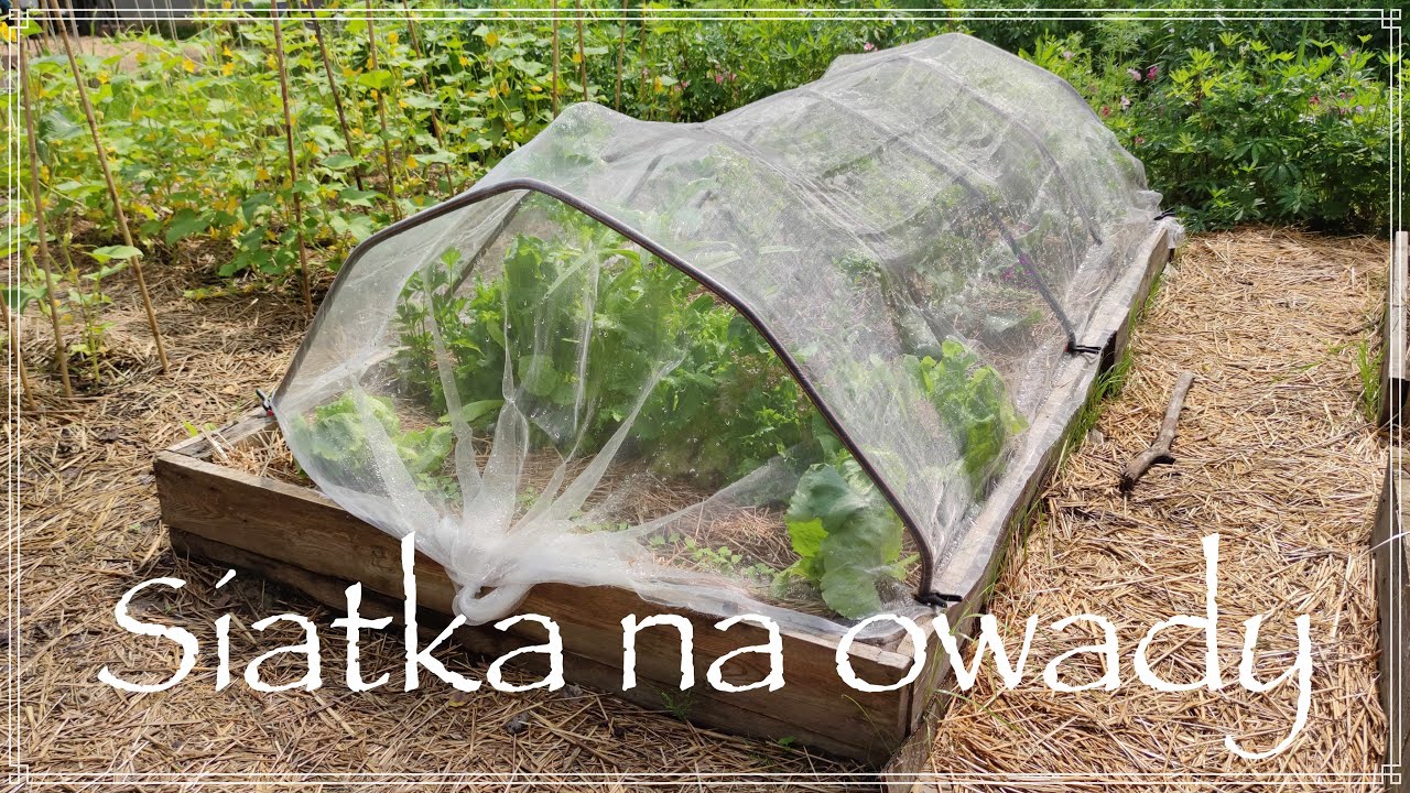 Siatka na owady w warzywniku