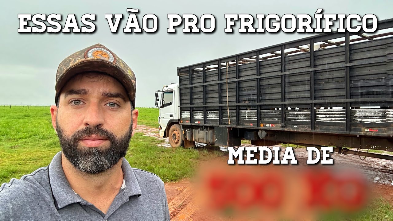 Vacas prontas pro frigorífico: olha essa média!