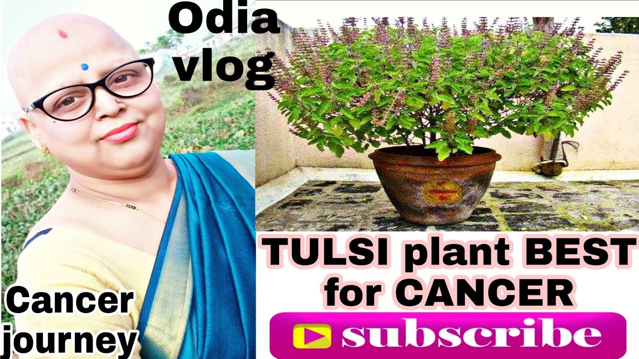 Benefits of TULSI PLANT//Cure for CANCER Tulsi Plant//My Cancer story//Cancer journey//Odia vlogs