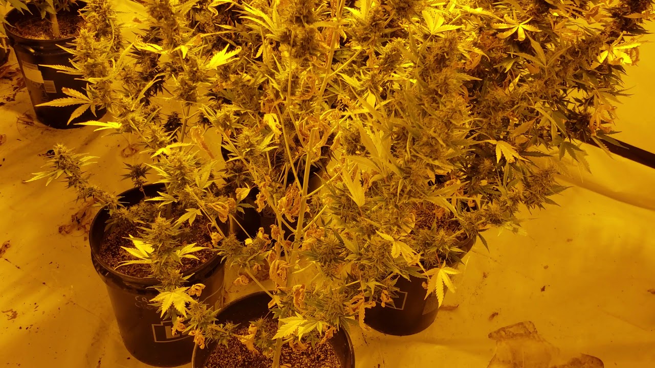 Gorilla Berry & Purple Grizzly Auto Flowers - Day 73