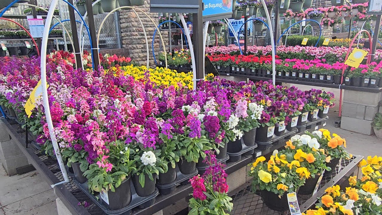 New At Lowes Garden Center 2024 || Annuals, Perennials, Evergreens & Shrubs.