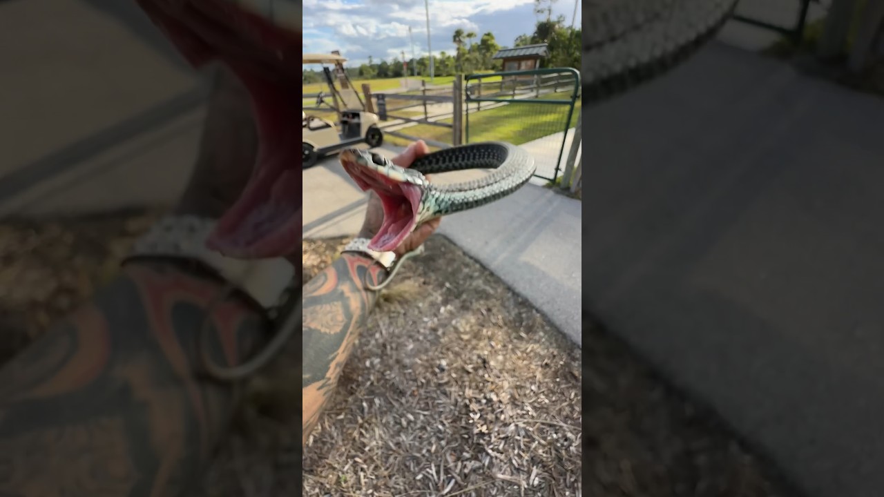 Did you know Garter Snakes are Rear Fanged Venomous?! #snake #short #shorts #florida #everglades