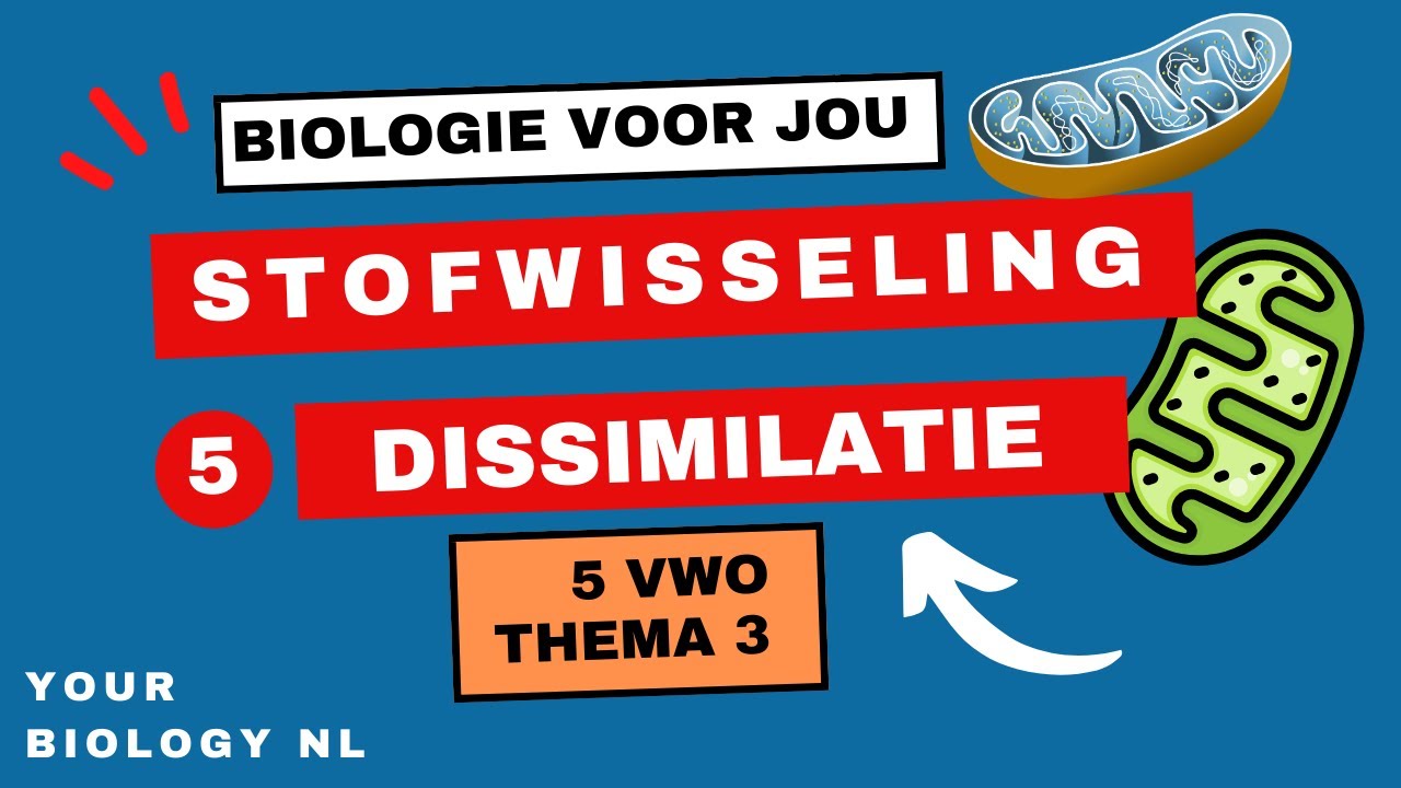 5 vwo | Stofwisseling | 5 | Dissimilatie