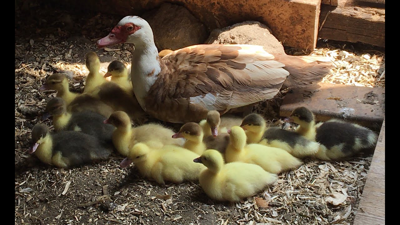 Muscovy Ducklings growth ~ hours to 7 days old