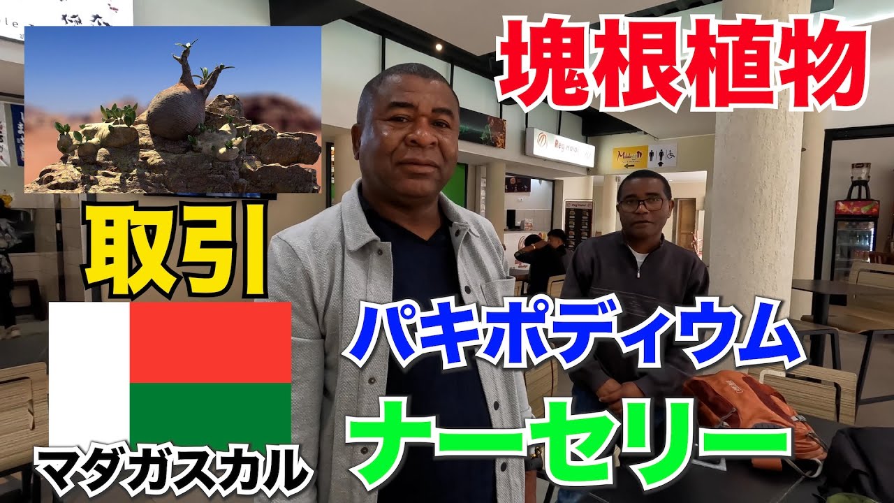 【塊根植物】パキポディウムを求めてマダガスカルへ！違法取引は危険！【コーデックス】