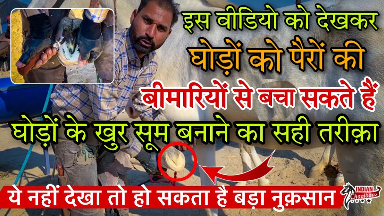 इस वीडियो को देखकर घोड़ों को पैरों की बीमारियों से बचा सकते हैं खुर सूम बनाने का सही तरीक़ा