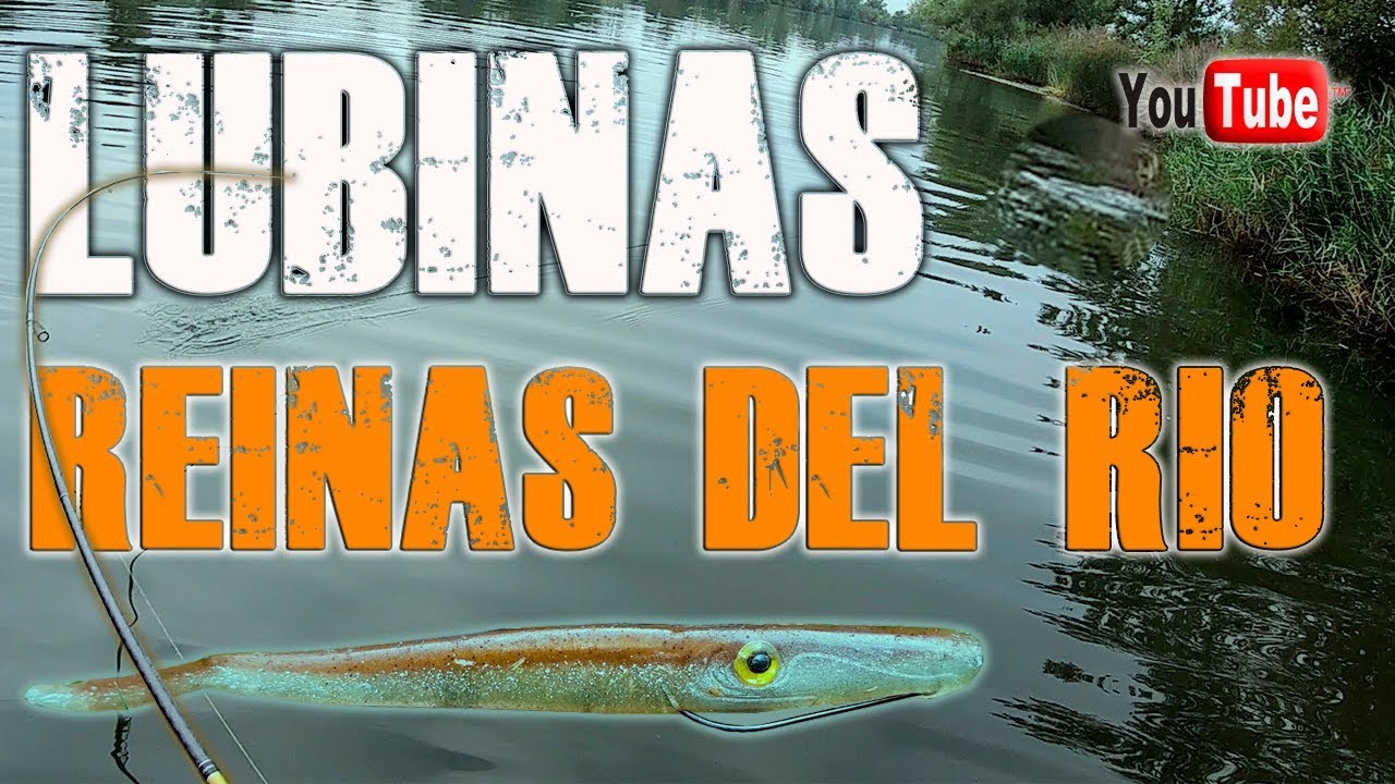 COMO PESCAR LUBINAS en EL RÍO ⭐⭐⭐⭐⭐ PESCA DE LUBINAS con SPOTTER/ LUBINAS CON VINILO [RA'IS SPOTTER]