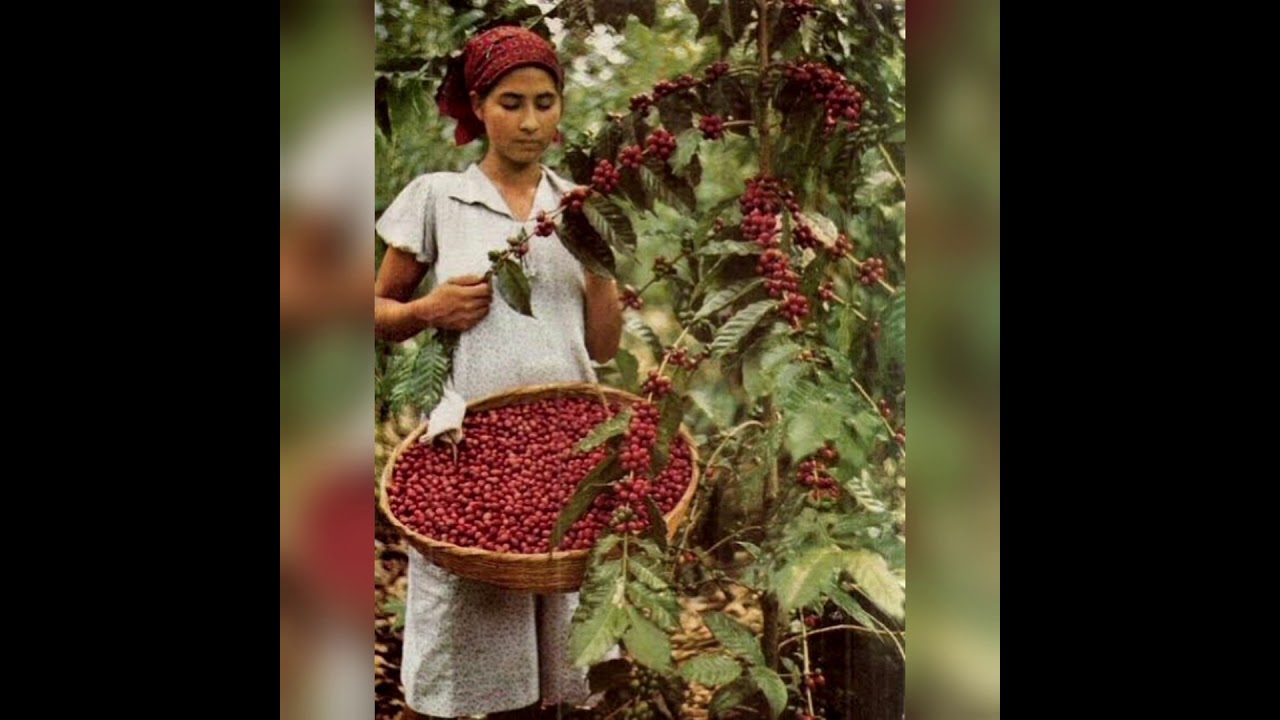 اغنية،موال حبة البن. طبل بلدي ملوك الطرب