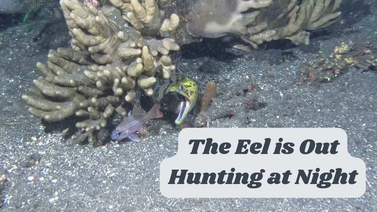 The Moray Eel is Out Looking for Dinner!