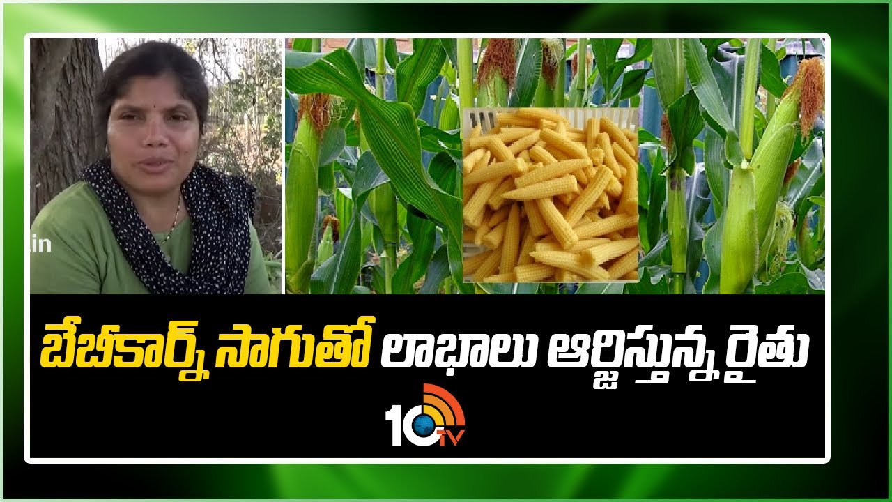 బేబీ‌కార్న్ సాగుతో లాభాలు ఆర్జిస్తున్న రైతు | Earn better profit from baby corn cultivation | 10TV