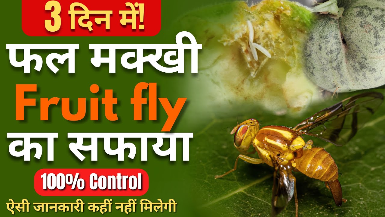 Fruit fly Control | 100% फल मक्खी कंट्रोल fruit fly  Best insecticides | by PC Verma