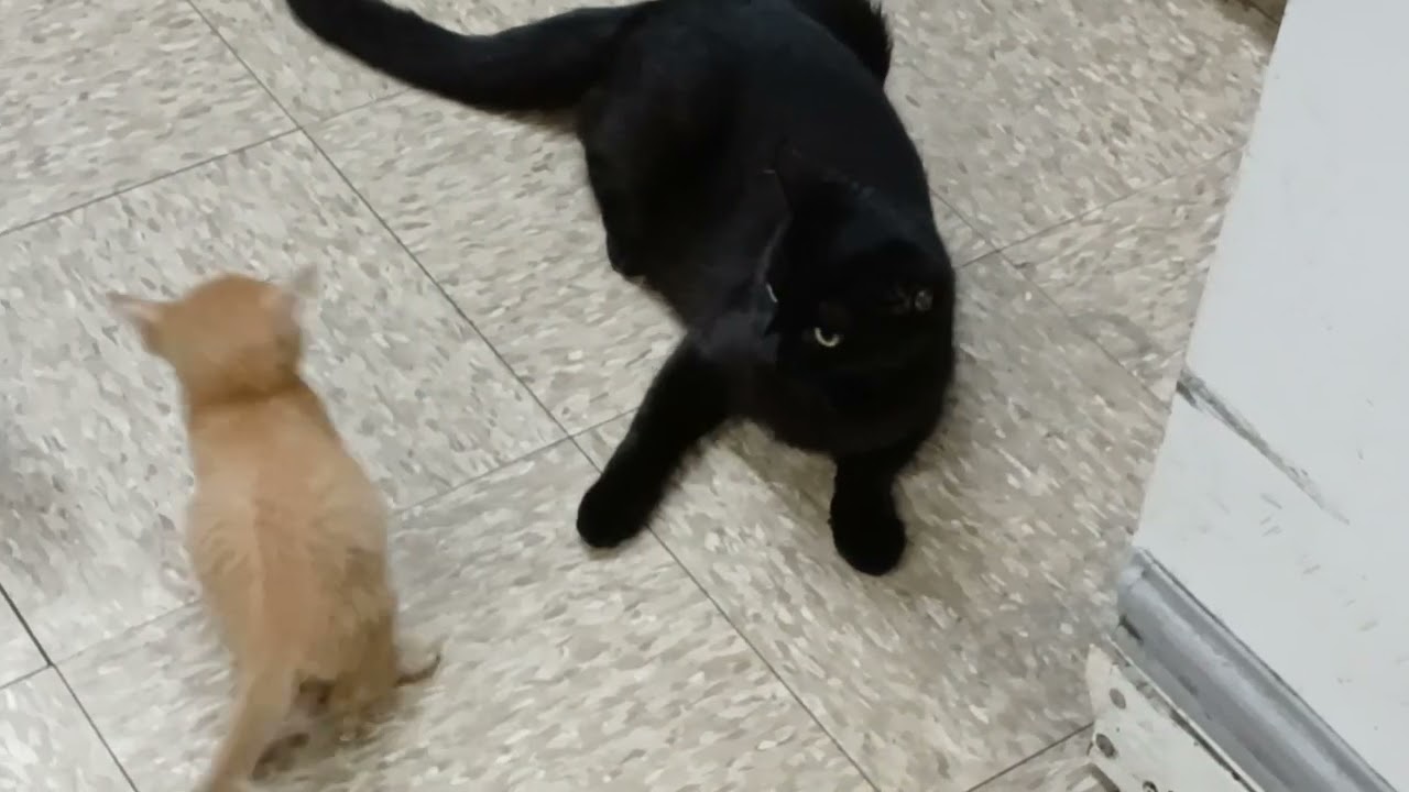 se aprovecha de que esta mas pequeño,pero solo se juegan