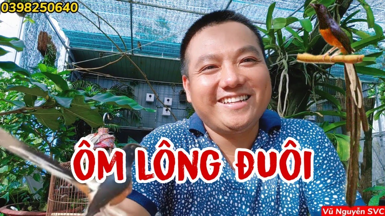 Share experience of holding long-tailed shama feathers. The best mode for long tail development.