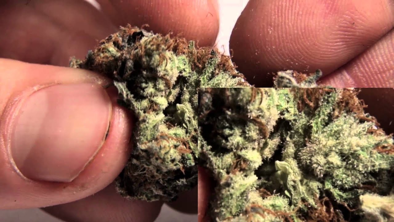Chocolate Hashberry