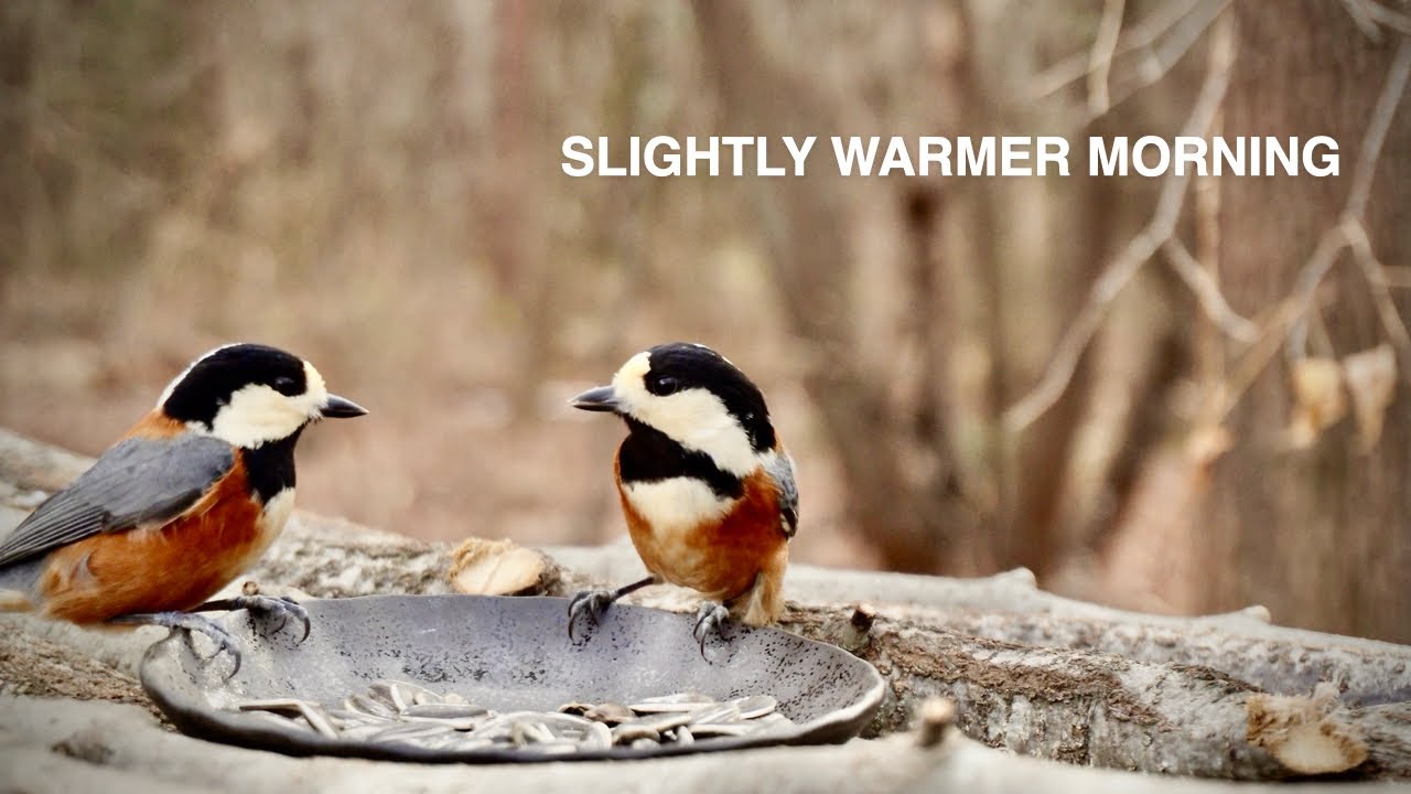 Cold Clear Morning at the Bird Feeder | Started at 9 AM, -2°C / 28.4°F