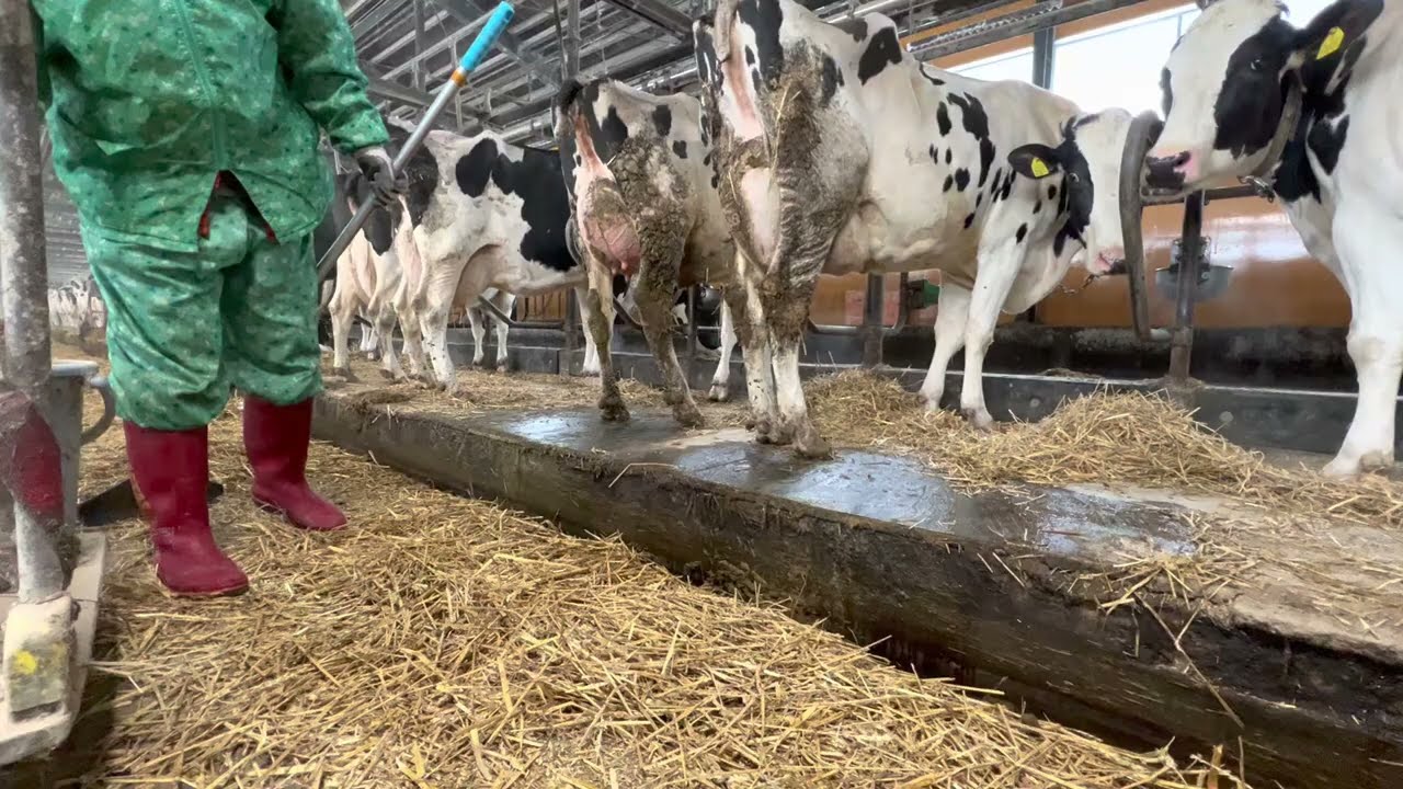 Cow farm in japan .working time #shortvideo #youtubeshorts #viral #animals