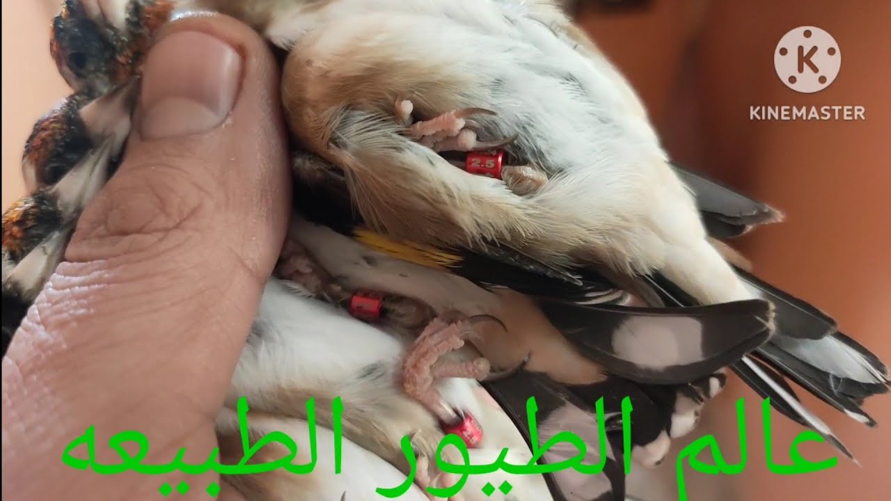 طائر الحسون 5اشهر بتغريد كوبيه الولايعية واش في الطريق صحيح تولع 4 د الاناث الحسن الباكين 0665728380