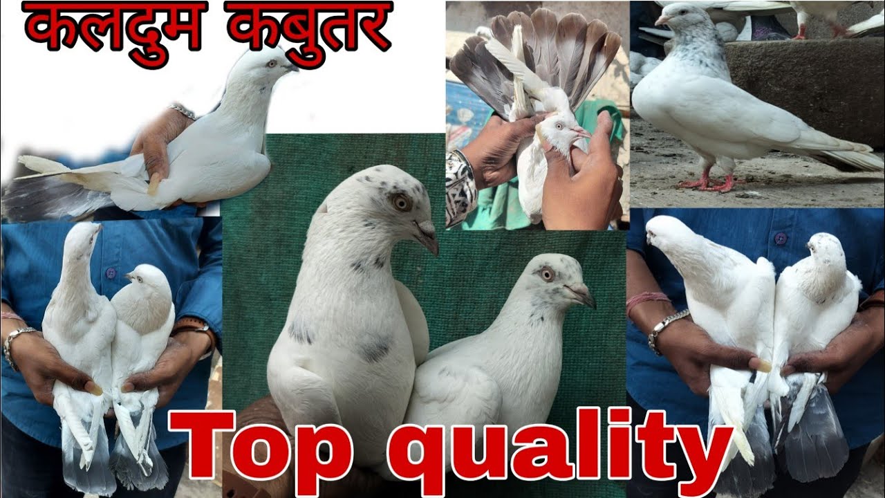 🕊️एक बार फिर कलदुमे कबुतर आपके लिए  लेकर आए हैं।🕊️👈#top #kabutar #mumbai #video (For sale)👈👈👈👈