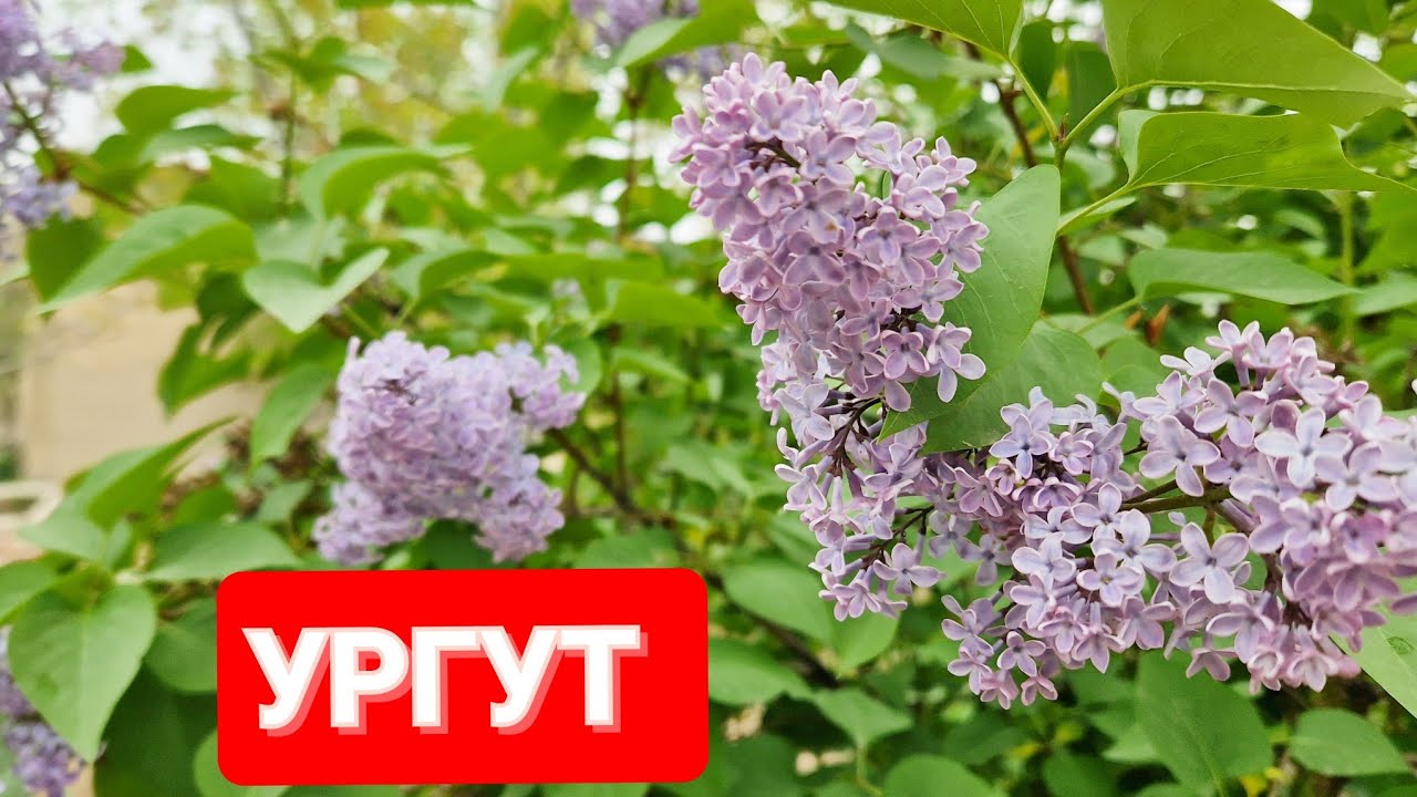 ВЕСНА в УРГУТЕ//ГОТОВИМ МЯСО с КАРТОШКОЙ//ЖАРИМ БИЧАК #самарканд #ургут #ранокамолова