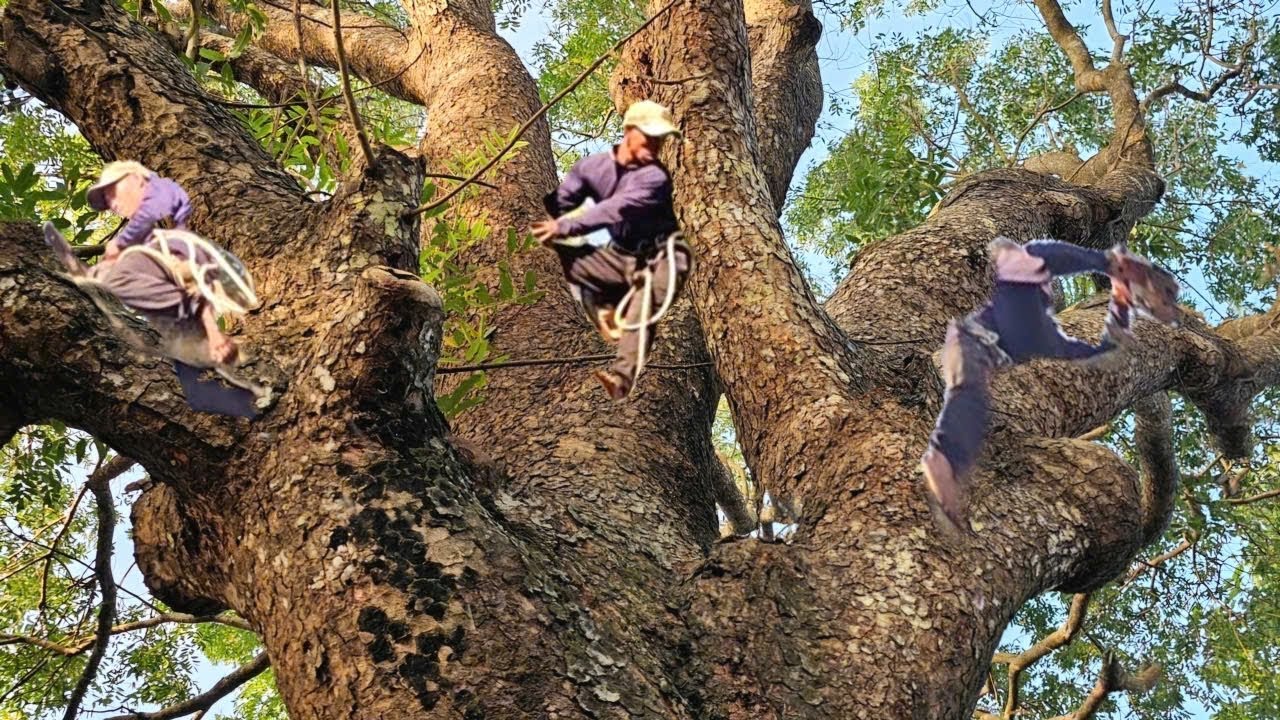 Cưa Cây Sà Cừ To, Tàn Khủng, Um Tùm, Ở Long Xuyên, Cưa Kỹ Thuật,333